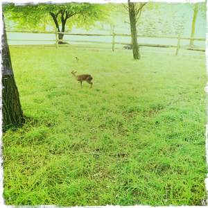 Hip 333300499.967919