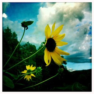 Hip 335236661.450208