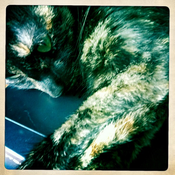 Hip 335469051.576230