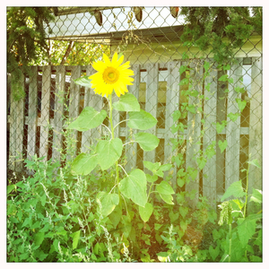 Hip 335474434.511230