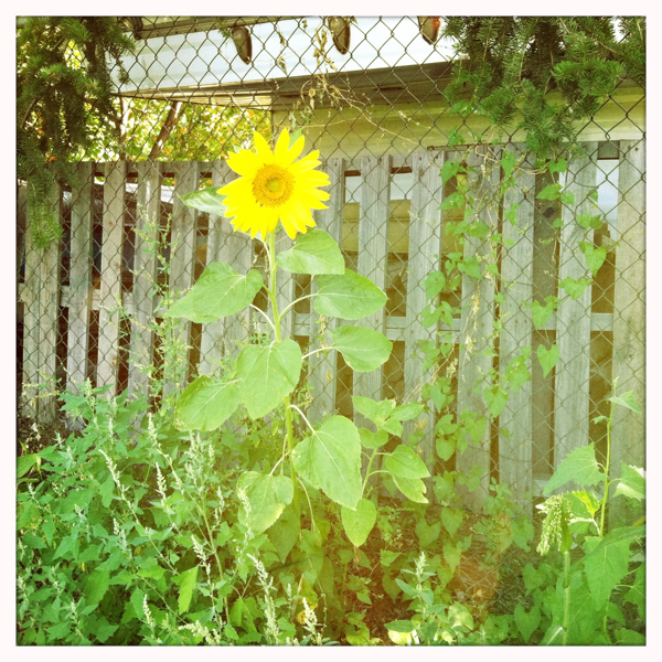 Hip 335474434.511230