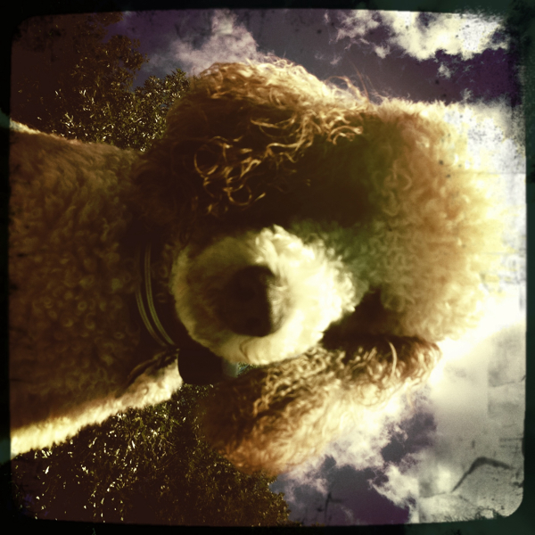 Hip 335135653.608107