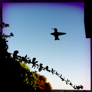 Hip 335410631.766899