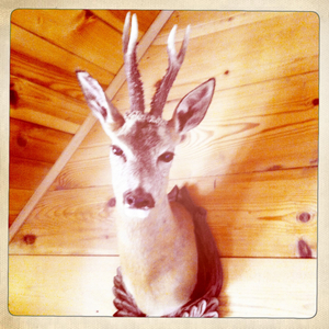 Hip 335268654.072272