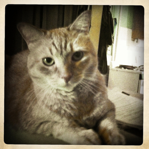 Hip 335471297.218099