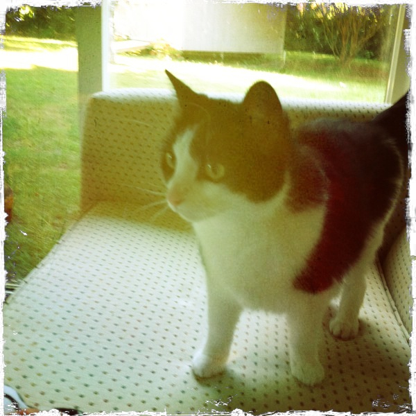 Hip 334501240.450791