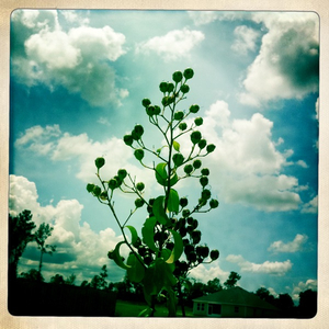 Hip 335468959.256607