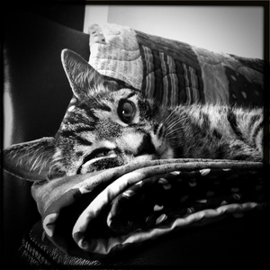 Hip 334168127.311970