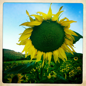 Hip 335510417.914661