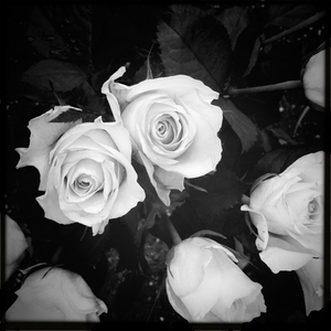 Hip 335523042.311875