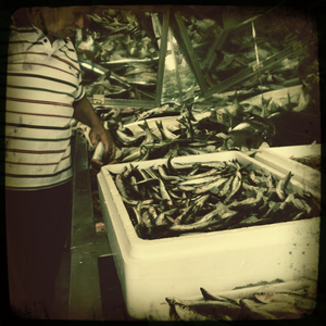 Hip 335522008.854021