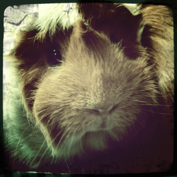 Hip 306515380.397280