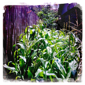 Hip 334865964.788870