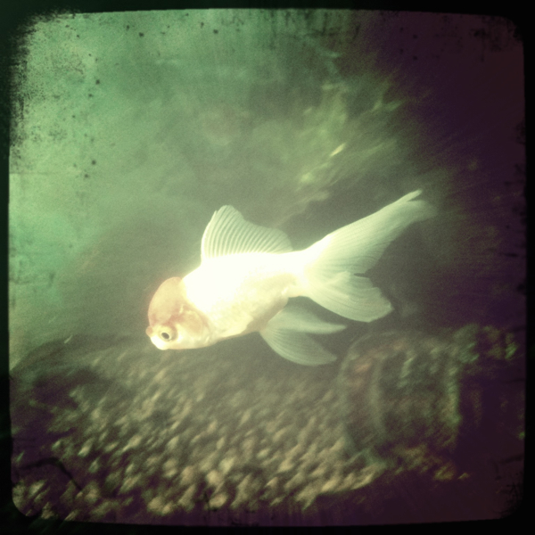 Hip 335544415.328448