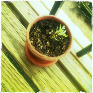 Hip 335545188.218824