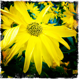 Hip 335299701.629168