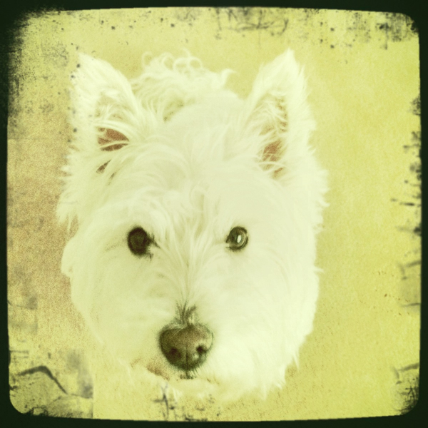 Hip 335550226.269504