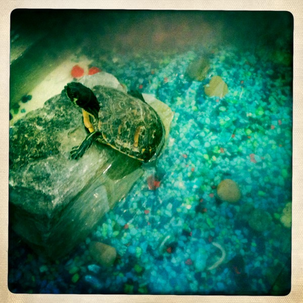 Hip 335545981.272282