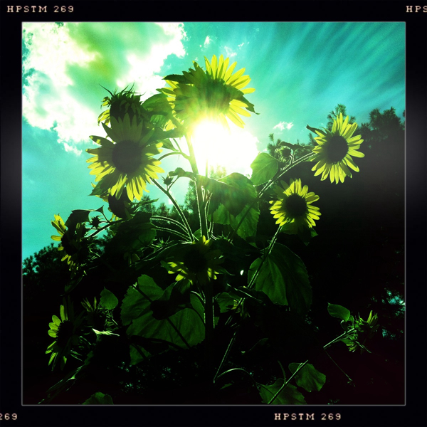 Hip 333838964.229766