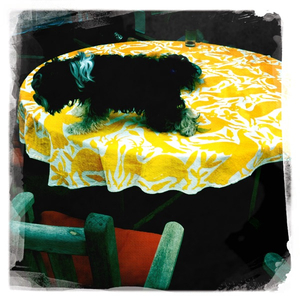 Hip 316301036.462464