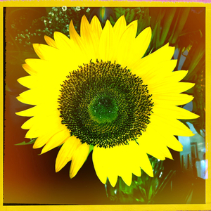 Hip 335563722.271003