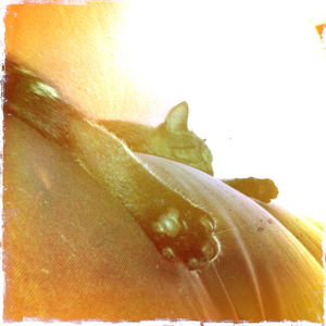 Hip 335574118.633041