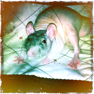 Hip 331847443.549013