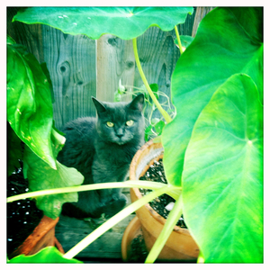 Hip 333738352.963284