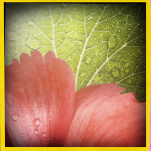 Hip 334366118.910715