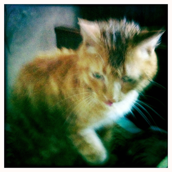 Hip 335598846.391503