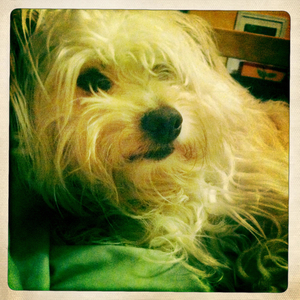 Hip 335601500.299511