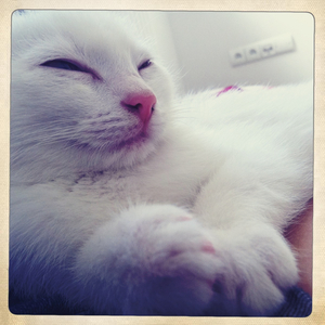 Hip 335532360.976209