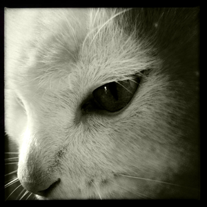 Hip 335608454.431880