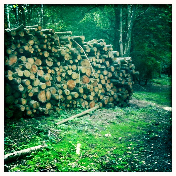 Hip 334505207.421358