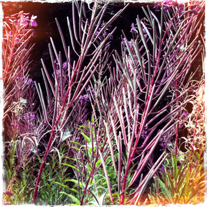 Hip 335620158.308747