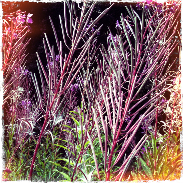 Hip 335620158.308747