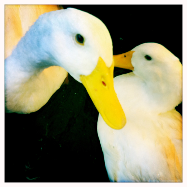 Hip 335550749.316956