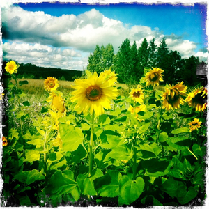 Hip 334748111.248243