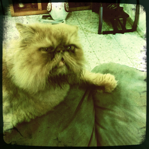 Hip 335634638.131487