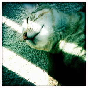 Hip 333239305.962253