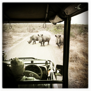 Hip 335341141.452236