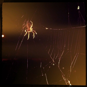 Hip 335670705.851765