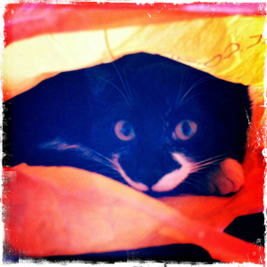 Hip 335465762.433963