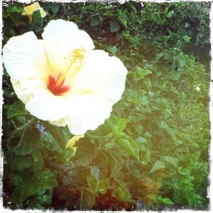 Hip 335671012.033103