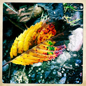 Hip 335690469.739707