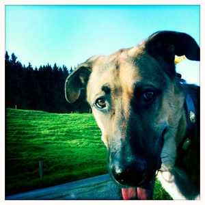 Hip 335341027.463615