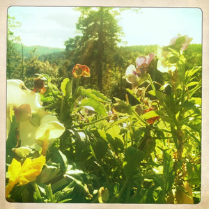 Hip 335716688.434461