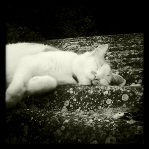 Hip 334514354.342415