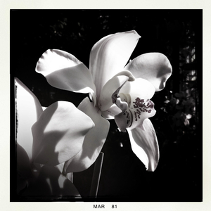 Hip 320700864.849472