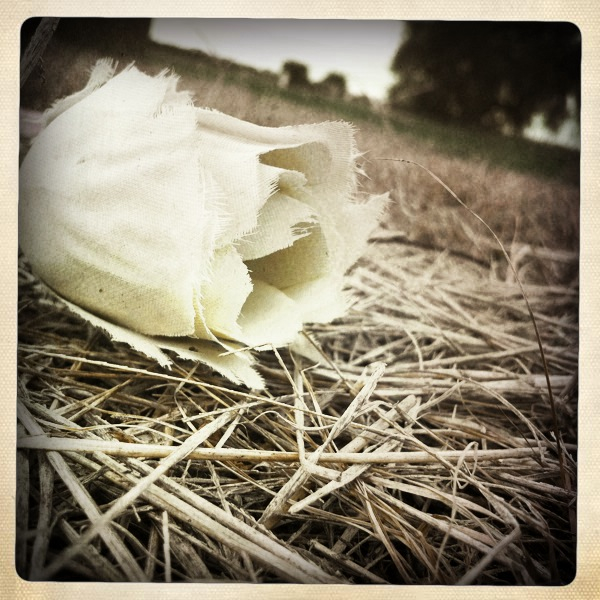 Hip 333871441.407119